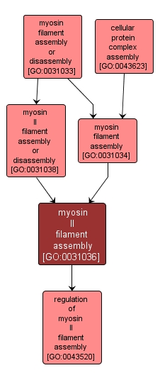 GO:0031036 - myosin II filament assembly (interactive image map)