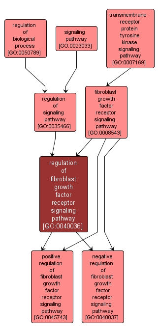 GO:0040036 - regulation of fibroblast growth factor receptor signaling pathway (interactive image map)