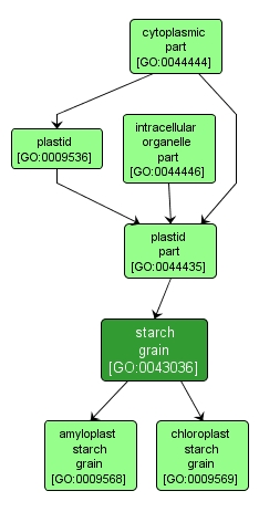 GO:0043036 - starch grain (interactive image map)