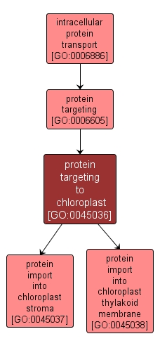 GO:0045036 - protein targeting to chloroplast (interactive image map)