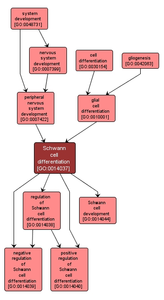 GO:0014037 - Schwann cell differentiation (interactive image map)