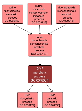 GO:0046037 - GMP metabolic process (interactive image map)