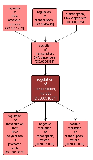 GO:0051037 - regulation of transcription, meiotic (interactive image map)