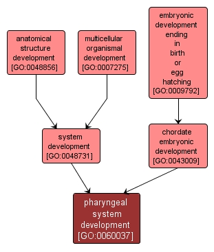 GO:0060037 - pharyngeal system development (interactive image map)