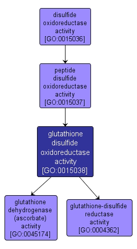 GO:0015038 - glutathione disulfide oxidoreductase activity (interactive image map)