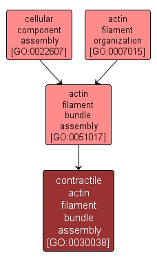 GO:0030038 - contractile actin filament bundle assembly (interactive image map)