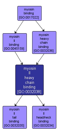 GO:0032038 - myosin II heavy chain binding (interactive image map)