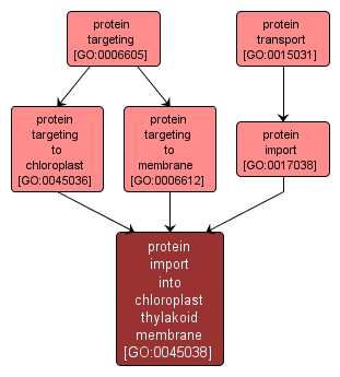 GO:0045038 - protein import into chloroplast thylakoid membrane (interactive image map)