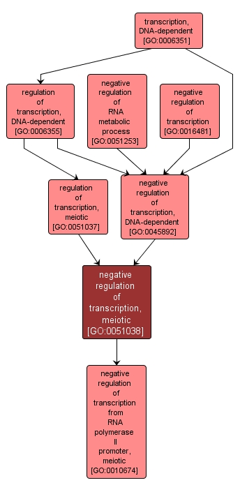 GO:0051038 - negative regulation of transcription, meiotic (interactive image map)