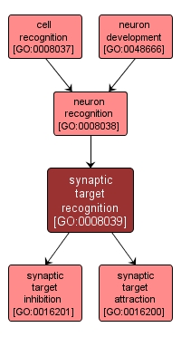 GO:0008039 - synaptic target recognition (interactive image map)