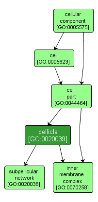 GO:0020039 - pellicle (interactive image map)