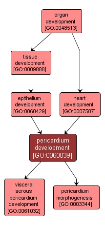 GO:0060039 - pericardium development (interactive image map)