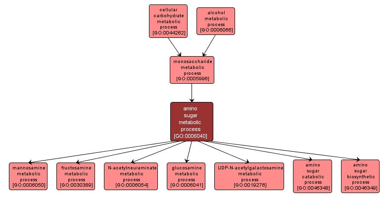 GO:0006040 - amino sugar metabolic process (interactive image map)