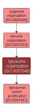 GO:0007040 - lysosome organization (interactive image map)