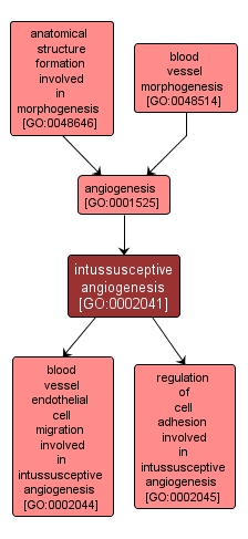 GO:0002041 - intussusceptive angiogenesis (interactive image map)