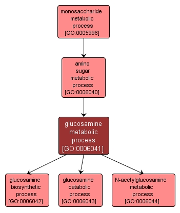 GO:0006041 - glucosamine metabolic process (interactive image map)