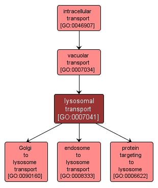 GO:0007041 - lysosomal transport (interactive image map)