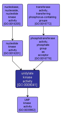 GO:0009041 - uridylate kinase activity (interactive image map)