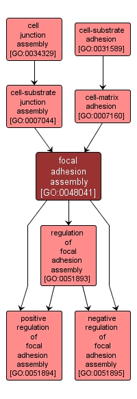 GO:0048041 - focal adhesion assembly (interactive image map)