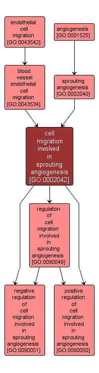 GO:0002042 - cell migration involved in sprouting angiogenesis (interactive image map)