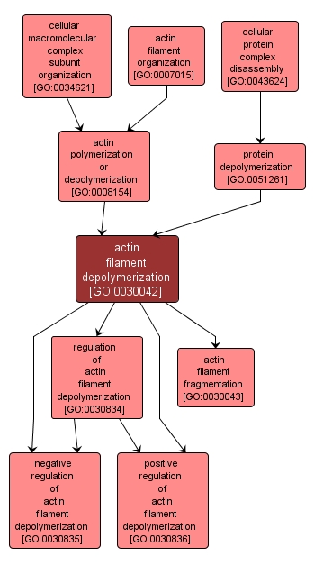 GO:0030042 - actin filament depolymerization (interactive image map)