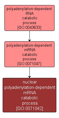 GO:0071042 - nuclear polyadenylation-dependent mRNA catabolic process (interactive image map)
