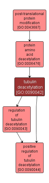 GO:0090042 - tubulin deacetylation (interactive image map)