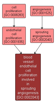 GO:0002043 - blood vessel endothelial cell proliferation involved in sprouting angiogenesis (interactive image map)