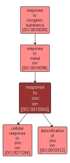 GO:0010043 - response to zinc ion (interactive image map)