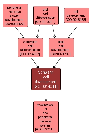GO:0014044 - Schwann cell development (interactive image map)