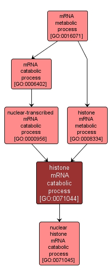 GO:0071044 - histone mRNA catabolic process (interactive image map)