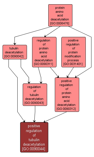 GO:0090044 - positive regulation of tubulin deacetylation (interactive image map)