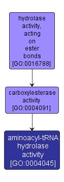 GO:0004045 - aminoacyl-tRNA hydrolase activity (interactive image map)