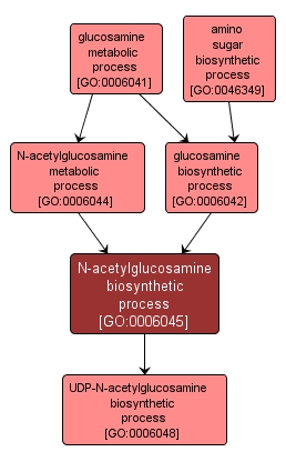 GO:0006045 - N-acetylglucosamine biosynthetic process (interactive image map)