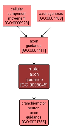GO:0008045 - motor axon guidance (interactive image map)