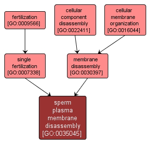 GO:0035045 - sperm plasma membrane disassembly (interactive image map)