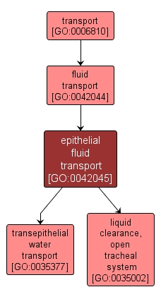 GO:0042045 - epithelial fluid transport (interactive image map)