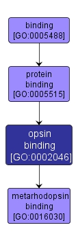 GO:0002046 - opsin binding (interactive image map)