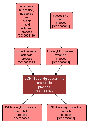 GO:0006047 - UDP-N-acetylglucosamine metabolic process (interactive image map)