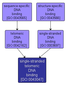GO:0043047 - single-stranded telomeric DNA binding (interactive image map)