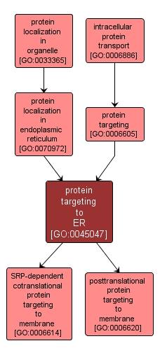 GO:0045047 - protein targeting to ER (interactive image map)