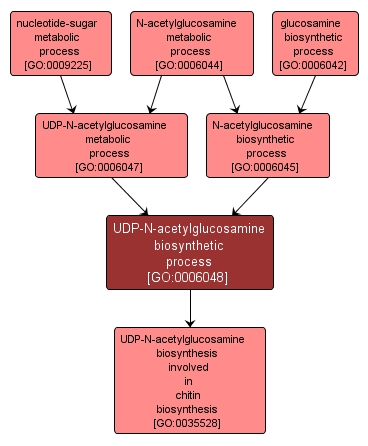 GO:0006048 - UDP-N-acetylglucosamine biosynthetic process (interactive image map)
