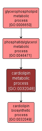 GO:0032048 - cardiolipin metabolic process (interactive image map)