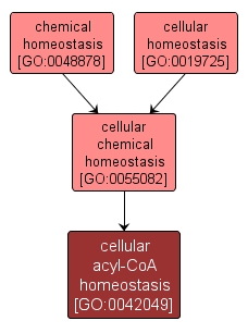 GO:0042049 - cellular acyl-CoA homeostasis (interactive image map)