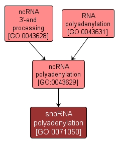 GO:0071050 - snoRNA polyadenylation (interactive image map)