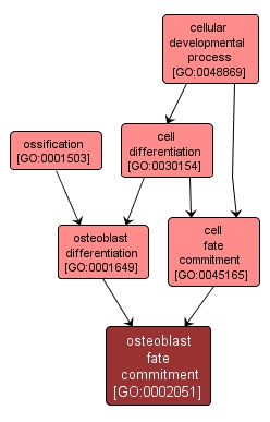 GO:0002051 - osteoblast fate commitment (interactive image map)