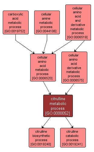 GO:0000052 - citrulline metabolic process (interactive image map)