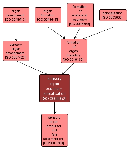 GO:0008052 - sensory organ boundary specification (interactive image map)