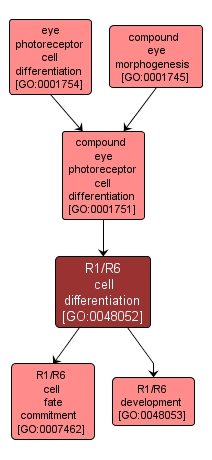 GO:0048052 - R1/R6 cell differentiation (interactive image map)
