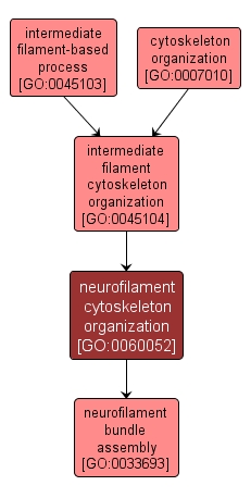 GO:0060052 - neurofilament cytoskeleton organization (interactive image map)